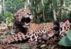 Onça-pintada é flagrada por câmera com dois novos filhotes no Parque Nacional do Iguaçu