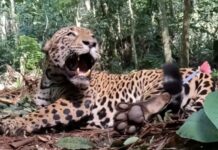 Onça-pintada é flagrada por câmera com dois novos filhotes no Parque Nacional do Iguaçu