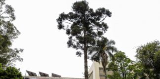 Tribunal de Contas do Paraná libera processo de desestatização da Celepar