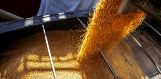 Mesmo com altas temperaturas e chuvas irregulares, soja e milho avançam no Paraná