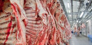 Brasil consolida liderança global com exportações recordes de carne bovina
