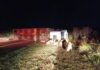 Motorista que transportava quase 100 suínos se envolve em acidente e fica ferido próximo a Cascavel