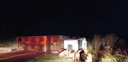 Motorista que transportava quase 100 suínos se envolve em acidente e fica ferido próximo a Cascavel