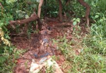 Ossada humana é encontrada em lavoura de município da região