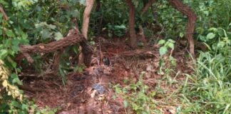 Ossada humana é encontrada em lavoura de município da região