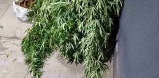 Pé de maconha de três metros é apreendido pela PM após denúncia de tráfico em Toledo