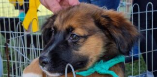 Toledo promove feira de adoção e campanha de vacinação gratuita no Lago Municipal