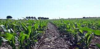 Potencial produtivo: IDR-Paraná lançará cultivar de milho branco no Show Rural 2026