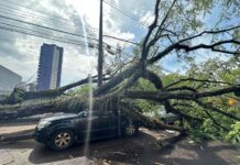 Temporal com ventos derruba árvores e deixa 2 mil casas sem energia em Foz do Iguaçu