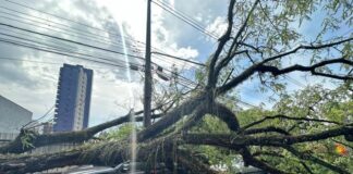Temporal com ventos derruba árvores e deixa 2 mil casas sem energia em Foz do Iguaçu