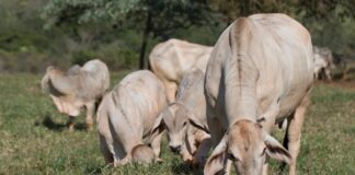 Confinamento de gado cresceu 16% no Brasil