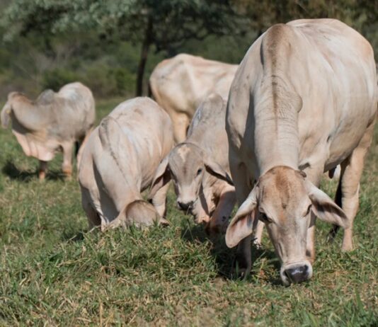 Confinamento de gado cresceu 16% no Brasil