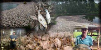 FAEP cobra ações da Copel após falhas de energia com prejuízos milionários no campo