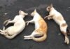 Gatos são encontrados mortos e moradores suspeitam de envenenamento em Nova Santa Rosa