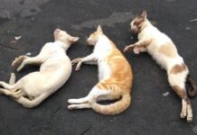 Gatos são encontrados mortos e moradores suspeitam de envenenamento em Nova Santa Rosa