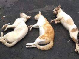 Gatos são encontrados mortos e moradores suspeitam de envenenamento em Nova Santa Rosa