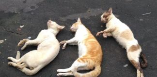 Gatos são encontrados mortos e moradores suspeitam de envenenamento em Nova Santa Rosa