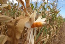 Golpe de alto valor em loja agrícola é descoberto antes da entrega dos produtos em Toledo