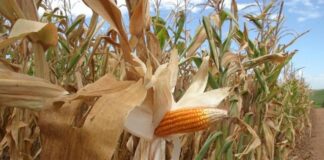 Golpe de alto valor em loja agrícola é descoberto antes da entrega dos produtos em Toledo