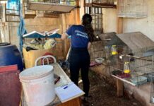 Operação entre IAT de Toledo e Polícia Civil resgata 42 aves de cativeiro em Assis Chateaubriand
