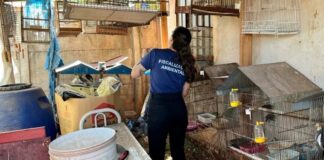 Operação entre IAT de Toledo e Polícia Civil resgata 42 aves de cativeiro em Assis Chateaubriand