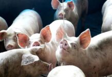 Quaresma, consumo fraco e instabilidadedo mercado pressionam suinocultura