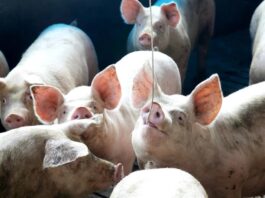 Quaresma, consumo fraco e instabilidadedo mercado pressionam suinocultura