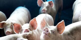 Quaresma, consumo fraco e instabilidadedo mercado pressionam suinocultura