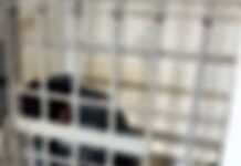 Adolescente envolvido em furtos e invasão ao Pátio da GM é apreendido em Toledo