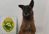 Cão localiza drogas e adolescente é apreendido com mais de 30 kg de maconha em Guaíra