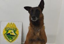 Cão localiza drogas e adolescente é apreendido com mais de 30 kg de maconha em Guaíra