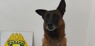 Cão localiza drogas e adolescente é apreendido com mais de 30 kg de maconha em Guaíra