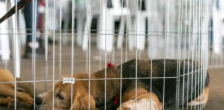 Castra Mais Paraná pretende castrar 720 animais em Toledo