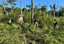 Plantações de maconha são incineradas em operação conjunta do Brasil e Paraguai