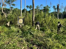 Plantações de maconha são incineradas em operação conjunta do Brasil e Paraguai