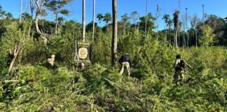 Plantações de maconha são incineradas em operação conjunta do Brasil e Paraguai