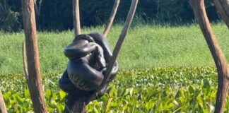 Sucuri com quase 7 metros é avistada por pescadores no interior de Mercedes