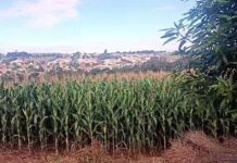 Suspeito foge para mata após abordagem e deixa drogas e tornozeleira rompida em Toledo