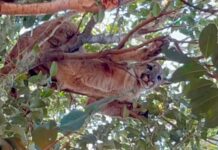 Onça-parda é vista em árvore de sítio no Oeste do Paraná