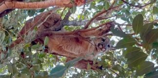 Onça-parda é vista em árvore de sítio no Oeste do Paraná