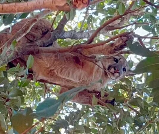 Onça-parda é vista em árvore de sítio no Oeste do Paraná