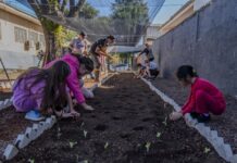 Alunos da escola municipal Reinaldo Arrosi recebem projeto de horta comunitária
