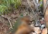 Defesa Animal encontra pitbull morto e outro cão debilitado em residência no Jardim Europa