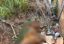 Defesa Animal encontra pitbull morto e outro cão debilitado em residência no Jardim Europa