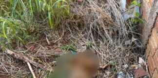 Defesa Animal encontra pitbull morto e outro cão debilitado em residência no Jardim Europa
