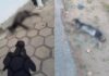 Suspeita de envenenamento de cachorro termina em confusão e ameaça em Toledo