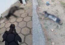 Suspeita de envenenamento de cachorro termina em confusão e ameaça em Toledo