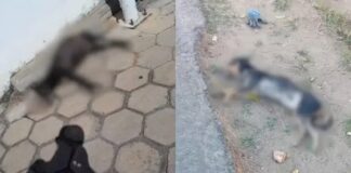 Suspeita de envenenamento de cachorro termina em confusão e ameaça em Toledo