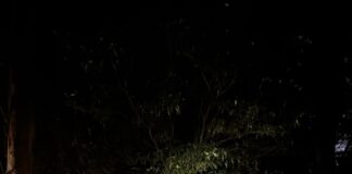 Ação integrada apreende mais de 4 toneladas de maconha entre Terra Roxa e Francisco Alves