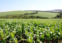 Área do milho na primeira safra cresce 31% no Paraná e será recorde na segunda